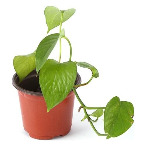 50pcs Succulents Reusable Balcony Container Transplant Plant Nursery Lightweight Round Garden Drain Plastic Flower Pot