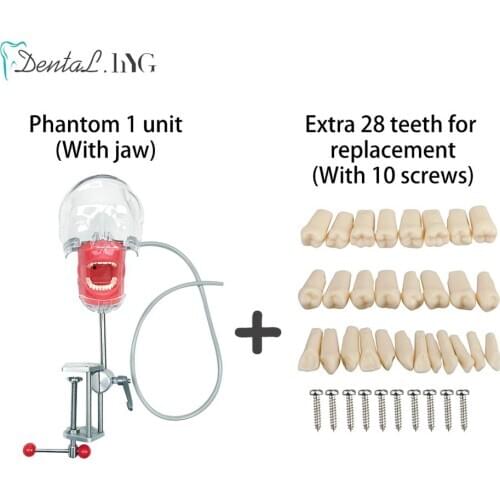 Head Model Dental Phantom Manikin Simulator with New Style Bench Mount with extra 28 Teeth for Education Dentist Training
