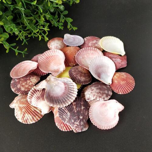 20pcs Colorful Natural Seashells Decorations Scallop Shells Crafts Decor Ornament sea star sea conch beach fish natural crafts