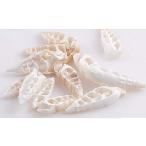 Sea Shells for Jewelry Making Craft Decoration Big Size Half Shape Spiral Shell 20pcs 42-55mm TRS0133
