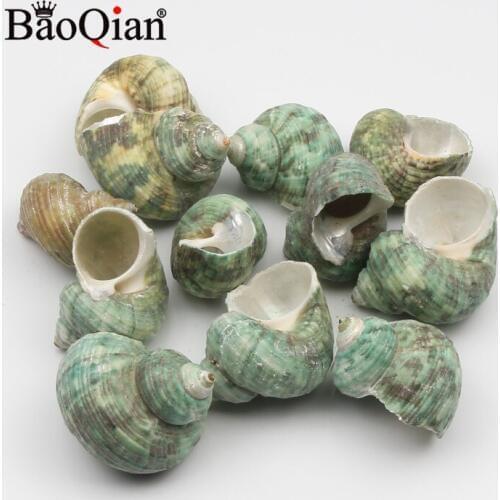 5pcs 30-40mm Green Conch Natural Sea Shell Conch Coquillage Home Decoration DIY Craft Handmade Seashell Home Decor