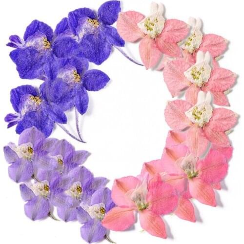 60pcs Pressed Dried Consolida Ajacis Petal Flower Plant Herbarium For Nail Art Jewelry Bookmark Phone Case Invitation Card DIY