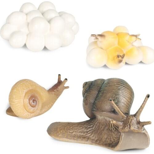 Childrens science and education toys simulation animal model insects, snails, turtles and earthworms growth and transformation
