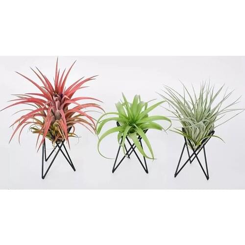 Air Plant Holder Baskets Flowerpot Plant Holder Macrame Plant Indoor Wall Hanging Planter Plant Holder Basket