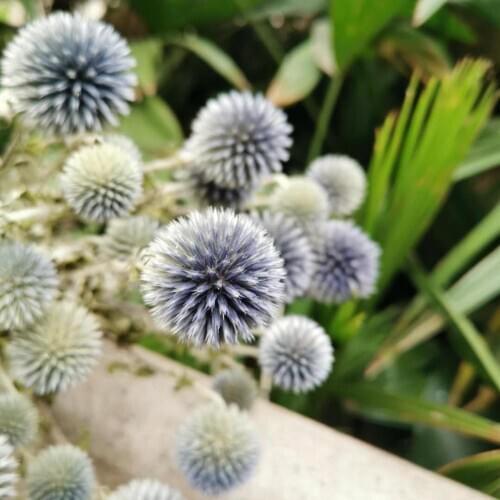 1.5-4.5cm flower head,Grade A Nature Dried Flower Bouquet,Eternal Display flowers for Wedding Party Home Decoration accessories