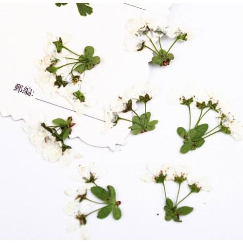 120pcs Pressed Dried Multi-head White Flower with Stalk Plant Herbarium For Jewelry Postcard Invitation Card Phone Case Making