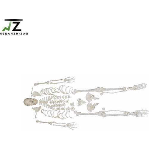 Full size Human Disarticulated Skeleton Model with Skull Medical Educational Models