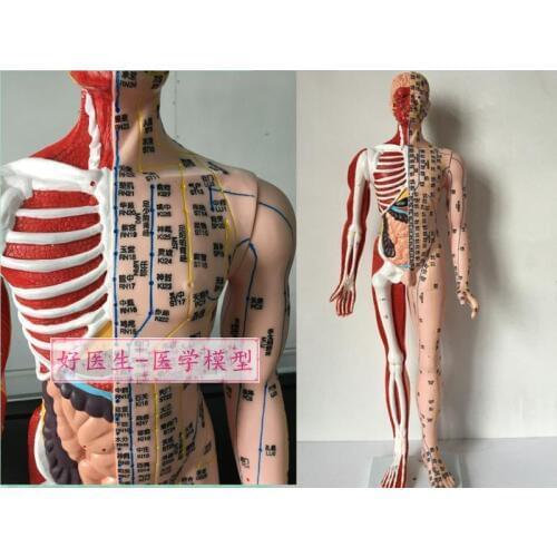 New Style Human Acupuncture Model Best Quality Fashion Meridian Acupoint Model of traditional Chinese Medicine