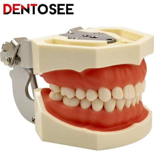 Removable Teeth model gum teeth Teaching Standard Dental Model Typodont Model Demonstration With Tooth Teaching
