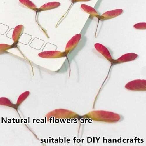 Natural Pressed Dried Flower Maple Tree Flowers Bookmark Childrens Stickers Home Decoration