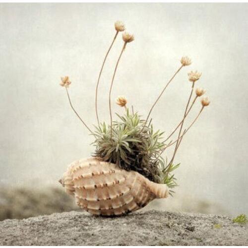 Natural Conch Shell Coiled Shellfish Fish Hermit Crab Shell Fleshy Flowerpot Fish Tank Landscaping Decoration Crafts Gift