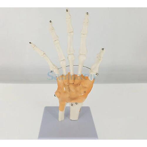 Life Size Hand Joint with Ligaments Anatomical Medical Model Skeleton Anatomy Display Teaching School