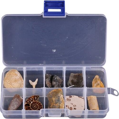 10pcs Paleontological Fossils Trilobite Amber Fossil Science Teaching Materials