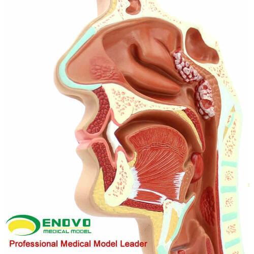 KeyWord: endoscopic model; Department of Respiratory Diseases; ENT