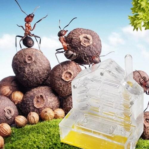 HGHO Ant Nest Ant Farm Acrylic Farm Insect Cage Display Space for Ant Feeding Ant Feeding Farm House Ants Moisturizing Den