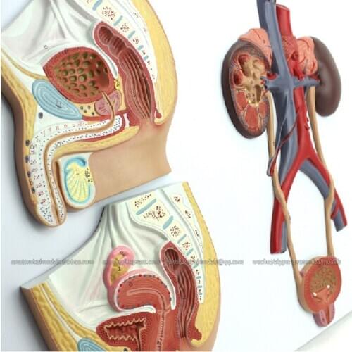 CMAM/12437 Median Section of Male and Femal Urinary Tracts , Genitourinary Medical Teaching Anatomical Model