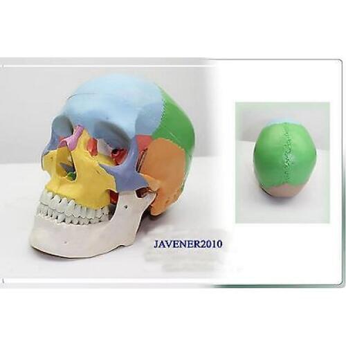 NewLife Size Human Anatomical Anatomy Head Skull Skeleton Medical Model Colorful