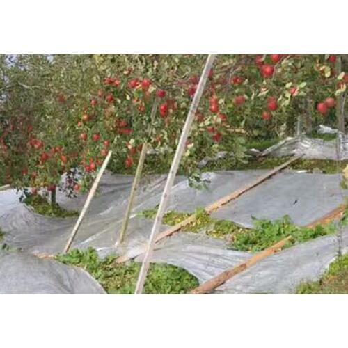 200CM*110M Reflective Film of Agricultural Fruit Trees Orchard Fruit Tree Grape Appple for Colouring Production Enhancement
