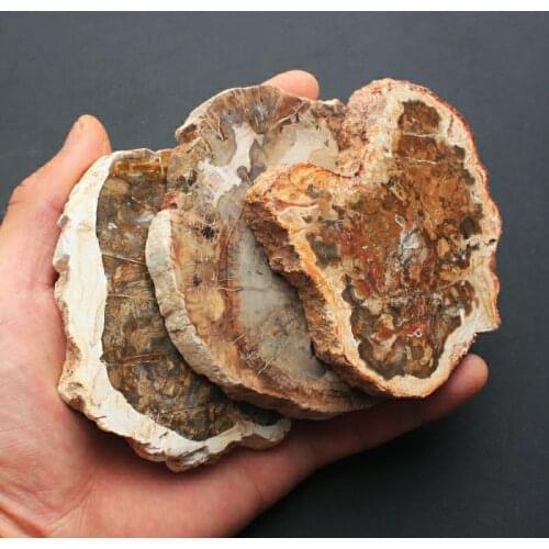 MOKAGY Natural Fossils Wood Quartz Stone Crystal Slice 1pc