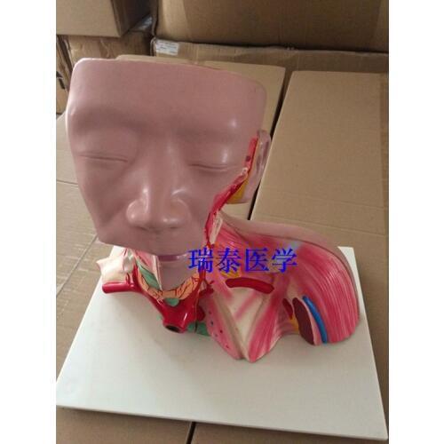 Head neck face Facial muscle dissection Medical teaching model 1:1,38*19*40cm