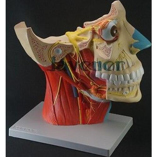 Magnify Human Anatomical Brain 12 Cranial Nerves Anatomy Medical Model