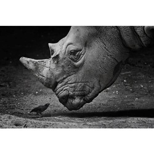 White and black bird rhinoceros PMD748 fabric poster custom print for wall art room decor home decoration (frame available)