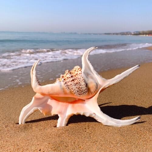 Aqumotic Natural Conch Shell Harpago Chiragra Chiragra 1pc Decoration Ornaments Fish Tank Landscaping Shooting Props Crafts