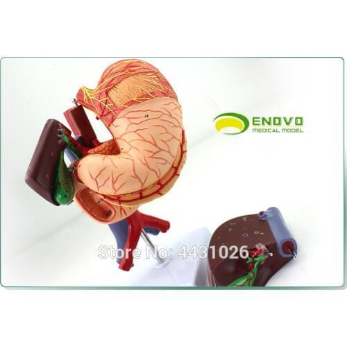 ENOVO Anatomy of the digestive system of the pancreaticoduodenal model of the human stomach