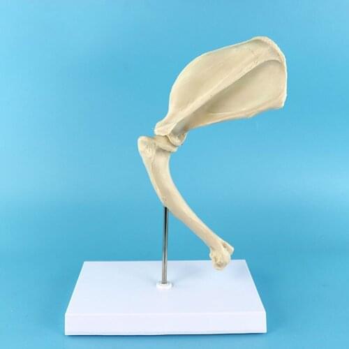 Canine Dog Shoulder Joint Skeleton Skull Brain Traumatism Medical Anatomy Anatomical Meridian Surgery Model esqueleto anatomia