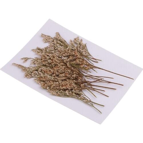 20 Pieces Natural Limonium Real Pressed Dried Flowers for DIY Ornament Craft Candle Making Decoration 6-9cm