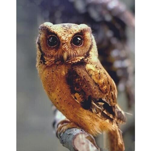 Full Square/Round 5D DIY Diamond Painting "Animal owl landscape" picture of Rhinestone Diamond Embroidery wall decoration FG1773