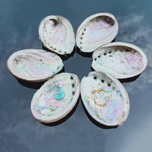 8-10cm Abalone Shell Natural Seashell Nautical Home Decor Soap Dish Beach Wedding Decoration Specimen Aquarium Landscape