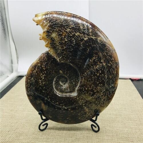 Natural Ammonite Fossil Specimen Jade Ocean Conch Madagascar Ocean Conch Fossil Home Decoration And