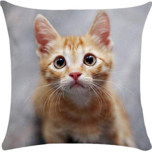 Animal Cute Cat Decorative Pillows Case Super Soft Print Cushion Cover Living Room Decoration Accessories Home Decor for Chair
