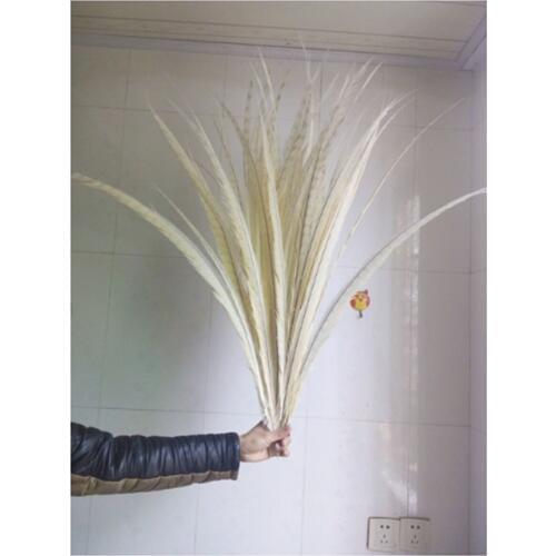 DHL delivery 3-7 days to arrive, 100 pc quality off white natural Pheasant feathers, 90-100cm, DIY jewelry decoration