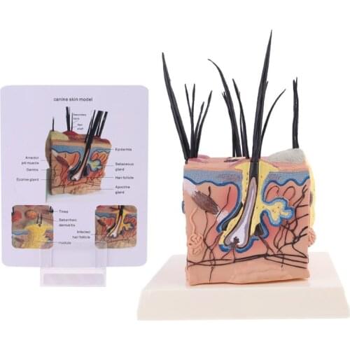 2021 New Sick Dog Canine Skin Anatomical Model Veterinary Vet Anatomy Display Teaching