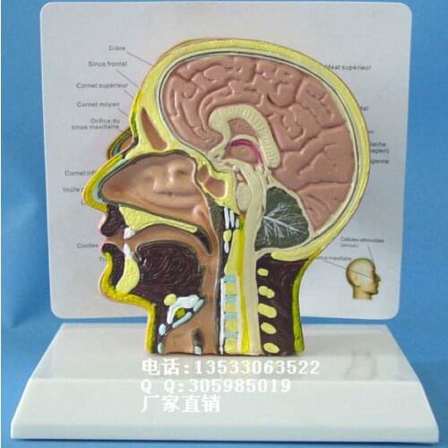 Human head Dissection model Medical Teaching model free shipping