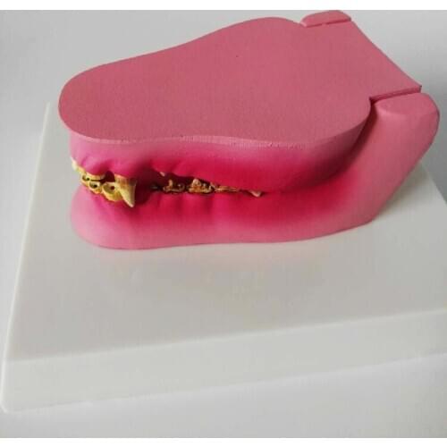 Anatomical Canine Pathology Jaw Model Medical Dog Mouth and Teeth Anatomy Canine Jaw Anatomical Model Animal Skeleton Model