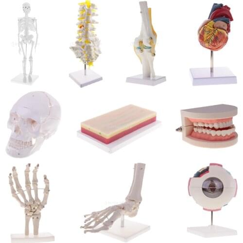 1:1 Human Knee Joint Skeleton Anatomy Model Teaching Lab Supplies