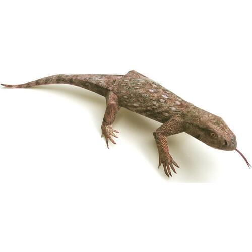 Savannah Monitor Lizard Paper Model Mini Cute Folding 3D Papercraft Realistic Animal DIY Kids Adult Handmade Craft Toys WE-009