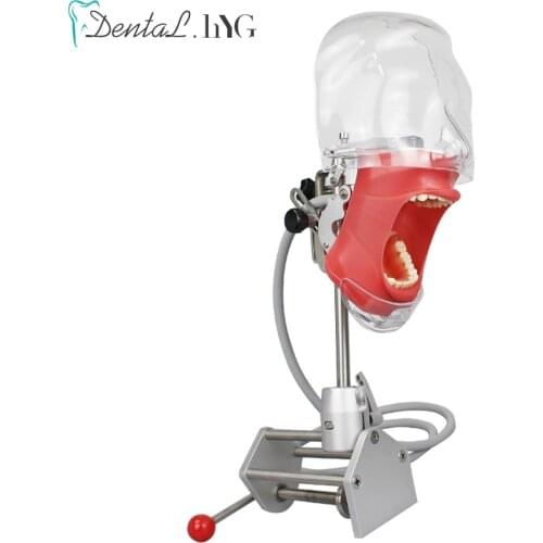 Simple Head Model Dental Simulator Phantom Head for Dentist Education Dentist Teaching /Head Model Phantom For Training