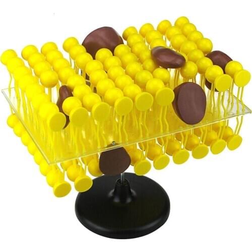 Cell Flow Model Assembly Biology Teaching Demonstration Equipment Cell Membrane Structure Model Demo Learning Toys