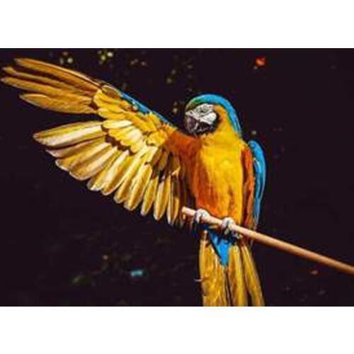 GLymg Macaw Diamond Painting Full Drill Diamond Embroidery Handicrafts 5D Embroidery Painting Diamond Wall Arts Decor