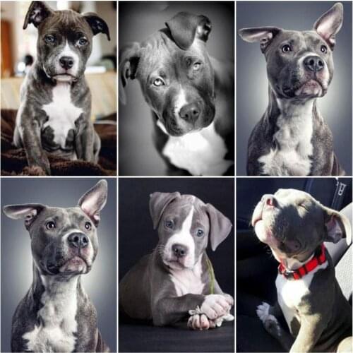 GATYZTORY Frame Picture By Numbers Dog Diy Acrylic Paint On Canvas Painting By Numbers Animal For Home Decors Gift Wall Artwork