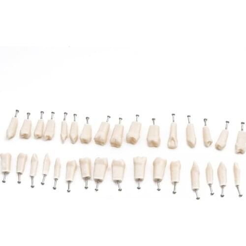 32pcs Teeths for Dental Model Teaching Model Teeth Model Standard Model Demonstration Soft Gum