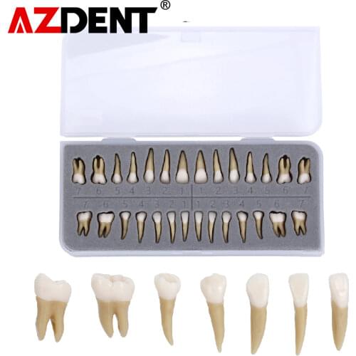 1:1 Dental 28 pcs demonstration permanent teeth teach study model Dental Implant Dentist Practice Product Dental teeth model