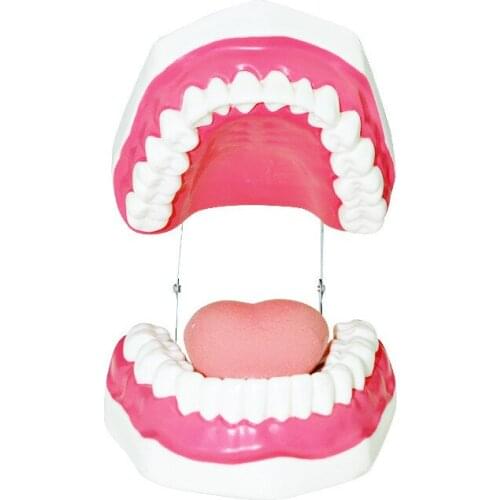 Dental Demonstration Structure Dental Health Care Model Childrens Tooth Brushing Toys Medical Teaching Aids Supplies