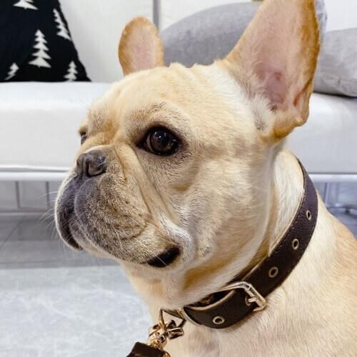Fashion Dog Collar Leash Set for Small Medium Dogs French Bulldog Collars Personalised Dogs Pets Acessorios A217