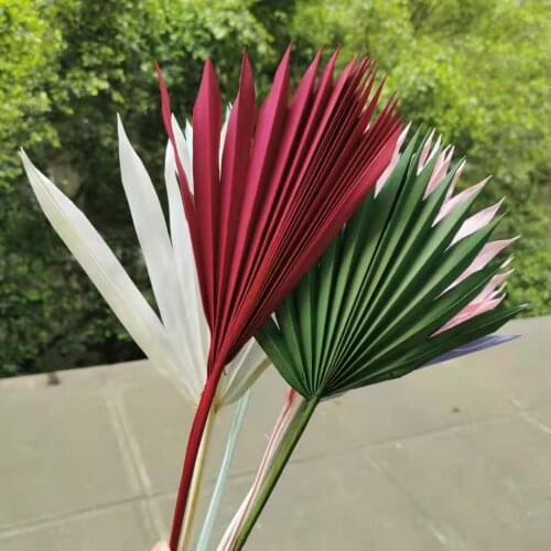 5pcs/12-15cm,Natural Dried Fan Palm Leaf,Eternelle display flower DIY Crafts Home Wedding Decoration Photo Props accessories