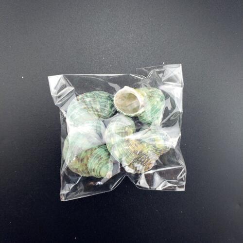 HappyKiss 5pcs lot 2-3cm seashells sea star green conch crafts DIY toys